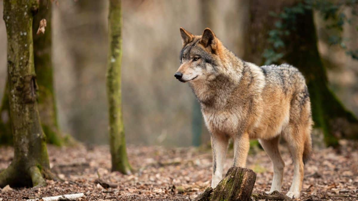 voici les departements francais ou les loups en liberte sont les plus nombreux 1