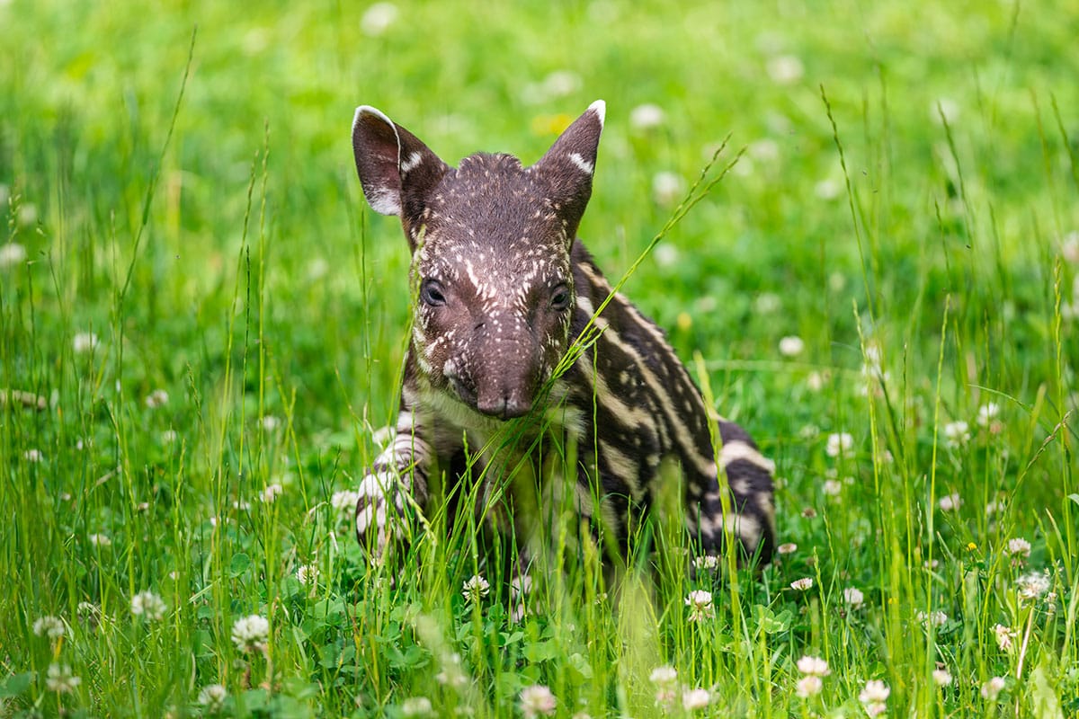 tapir20sud amc3a9ricain conservation forc3aat20atlantique